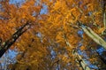 Kaliningrad, a walk in the autumn park on a sunny morning