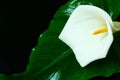 Kalla flower.White feces flower on a black background.Big white flower on black