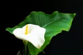 Kalla flower.White feces flower on a black background.Big white flower on black