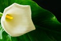 Kalla flower.White Kalla flower on a black background.Big white flower on black Close-up