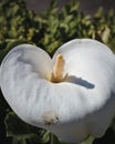Kalla flower