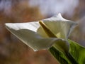 Kallas flower on fuzzy background