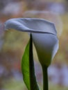 Kallas flower on fuzzy background