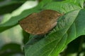 Kallima inachus, the orange oakleaf butterfly Royalty Free Stock Photo