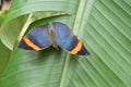 Kallima paralekta or Oak Leaf Butterfly
