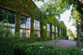 A very beautiful and fabulously completely ivy-covered house and yard. Cozy green courtyard Royalty Free Stock Photo