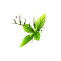 Kalmegh - Andrographis paniculata ayurvedic herb, flower. digital art illustration with text isolated on white. Healthy organic