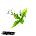 Kalmegh - Andrographis paniculata ayurvedic herb, flower. digital art illustration with text isolated on white. Healthy organic