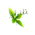 Kalmegh - Andrographis paniculata ayurvedic herb, flower. digital art illustration with text isolated on white. Healthy organic