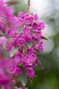 Kalmia angustifolia rubra evergreen shrub, purple flowering beautiful plant