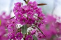 Kalmia angustifolia rubra evergreen shrub, purple flowering beautiful plant