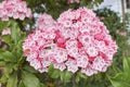 Kalmia latifolia Royalty Free Stock Photo