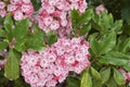 Kalmia latifolia