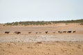 Flock of sheep running through the desert