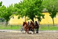 Kalocsa, Hungary - june 26 2023 : horse show Royalty Free Stock Photo