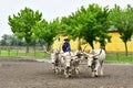 Kalocsa, Hungary - june 26 2023 : horse show Royalty Free Stock Photo