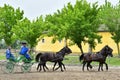 Kalocsa, Hungary - june 26 2023 : horse show Royalty Free Stock Photo