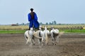 Kalocsa, Hungary - june 26 2023 : horse show Royalty Free Stock Photo