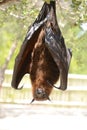Kalong (Pteropus vampyrus) are the largest bat species in the world