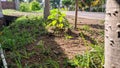 Kalpataru tree (hura crepitans)