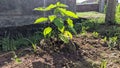 Kalpataru tree (hura crepitans)