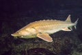 Kaluga fish (Huso dauricus) is a freshwater fish of the Beluga genus, sturgeon family Royalty Free Stock Photo