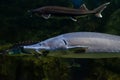 Kaluga sturgeon, huso dauricus. Fish in water. Diving Royalty Free Stock Photo