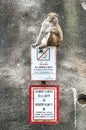 Rhesus Macaque sitting on a `No Feeding` sign, Kam Shan Country Park, Hong Kong