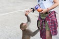 Girl feeding a wild monkey at Kam Shan Country Park, Hong Kong