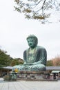 Kamakura Daibutsu is the famous landmark located at the Kotoku-in temple Royalty Free Stock Photo