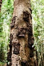 Kambira baby graves tree. Traditional torajan burials site for child in Rantepao, Tana Toraja, Sulawesi, Indonesia. Royalty Free Stock Photo
