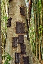 Kambira. Large old tree containing several baby graves. Tana Tor