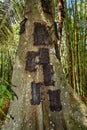 Kambira. Large old tree containing several baby graves. Tana Toraja