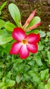 Kamboja flower beautifull in the  village Royalty Free Stock Photo