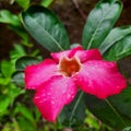 Kamboja Flower after raining seasons Royalty Free Stock Photo