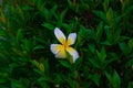 Kamboja flowers or frangipani flowers with sunset background