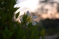 Kamboja flowers or frangipani flowers with sunset background