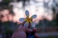 Kamboja flowers or frangipani flowers with sunset background