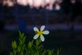 Kamboja flowers or frangipani flowers with sunset background