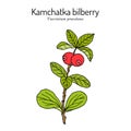 Kamchatka bilberry Vaccinium praestans , edible and medicinal plant