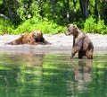 Kamchatka braun bear on the big lake