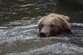 Kamchatka Brown Bear