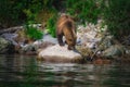 Kamchatka brown bear catches fish on the Kuril Lake. Kamchatka Peninsula, Russia. Royalty Free Stock Photo