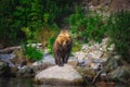 Kamchatka brown bear catches fish on the Kuril Lake. Kamchatka Peninsula, Russia.