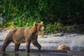 Kamchatka brown bear catches fish on the Kuril Lake. Kamchatka Peninsula, Russia. Royalty Free Stock Photo