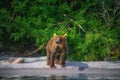 Kamchatka brown bear catches fish on the Kuril Lake. Kamchatka Peninsula, Russia.