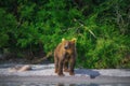 Kamchatka brown bear catches fish on the Kuril Lake. Kamchatka Peninsula, Russia.