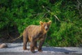 Kamchatka brown bear catches fish on the Kuril Lake. Kamchatka Peninsula, Russia. Royalty Free Stock Photo