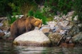 Kamchatka brown bear catches fish on the Kuril Lake. Kamchatka Peninsula, Russia. Royalty Free Stock Photo