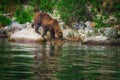 Kamchatka brown bear catches fish on the Kuril Lake. Kamchatka Peninsula, Russia. Royalty Free Stock Photo